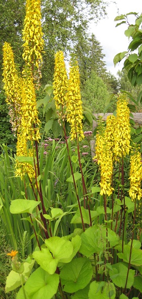 lapinnauhus