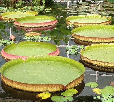 kukka