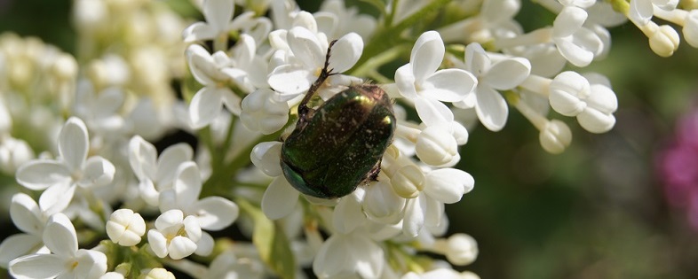 kuoriainen
