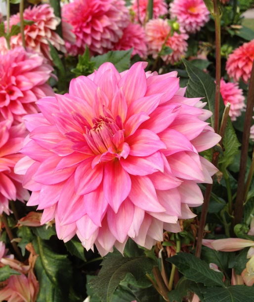 dahlia