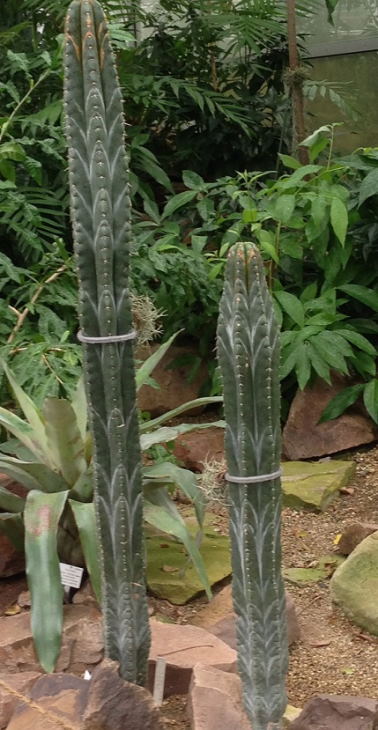 kaktukset