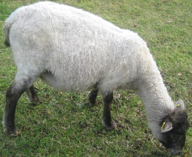lammas