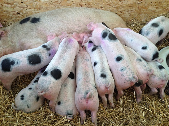 possut