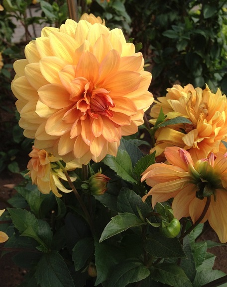 dahlia
