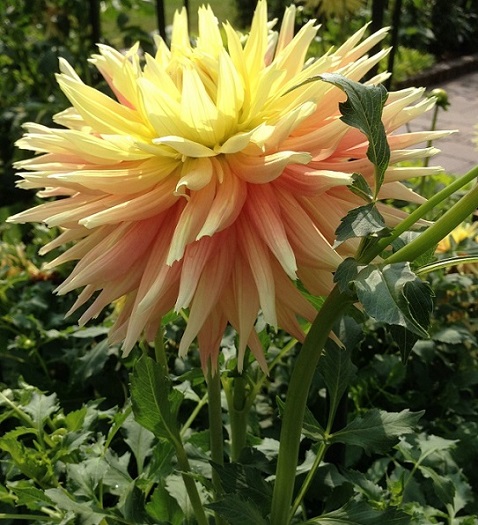 dahlia